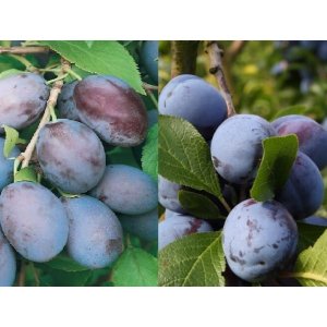 Slivka DUO 2in1 (Prunus domestica) ´ČAČANSKÁ LEPOTICA´ + ´STANLEY´ - výška 220-250 cm, voľnokorenná 